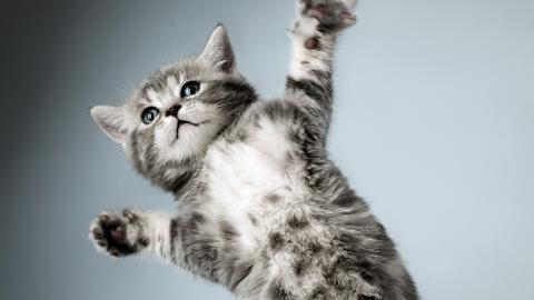 搞怪的小猫图片