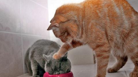 搞怪的小猫图片