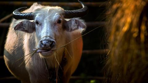 温顺的奶牛图片大全
