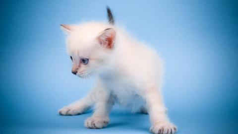 可爱的猫咪电脑图片