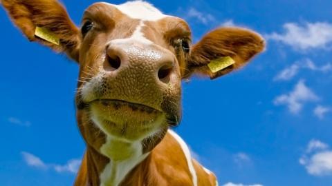 温顺的奶牛图片大全