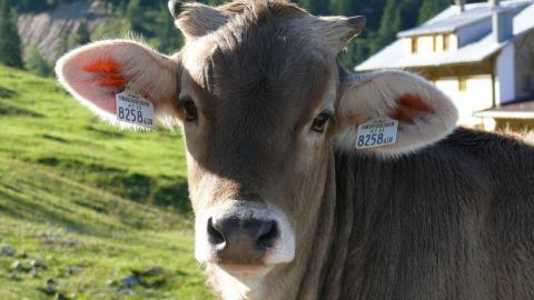 温顺的奶牛图片大全