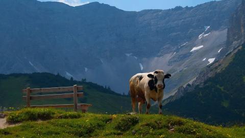 温顺的奶牛图片大全