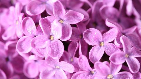 清雅的丁香花图片