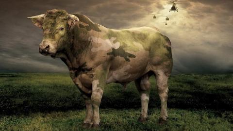 温顺的奶牛图片大全