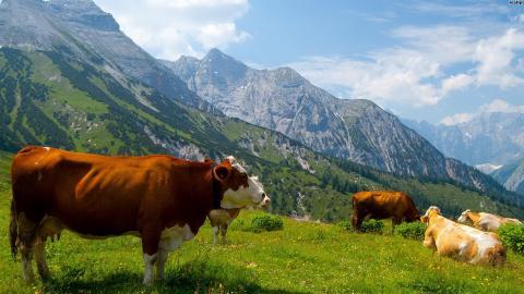 温顺的奶牛图片大全