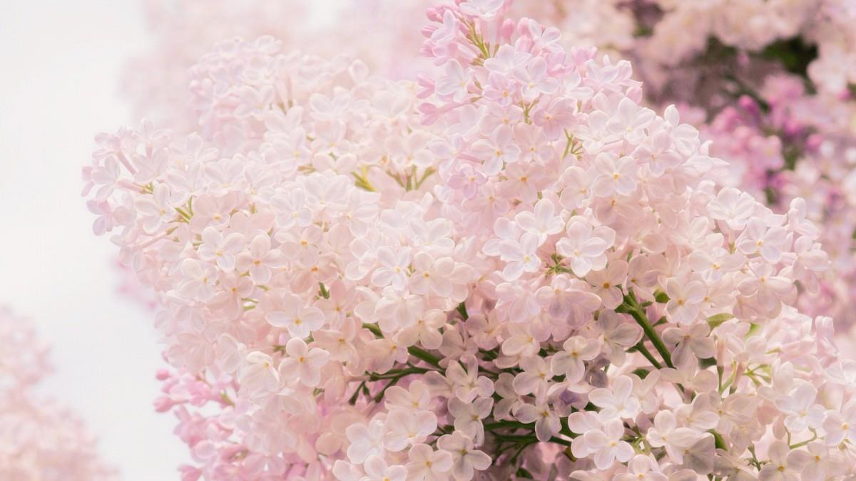 清雅的丁香花图片