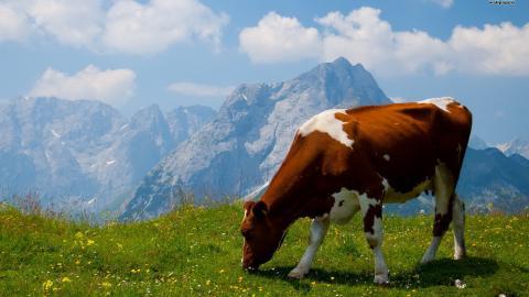 温顺的奶牛图片大全