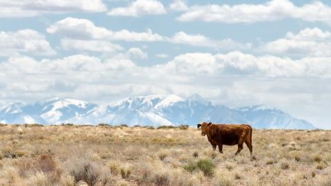 温顺的奶牛图片大全