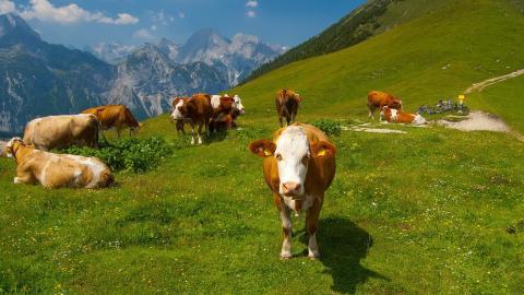 温顺的奶牛图片大全