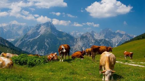 温顺的奶牛图片大全