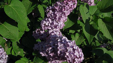 清雅的丁香花图片