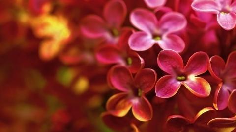 清雅的丁香花图片