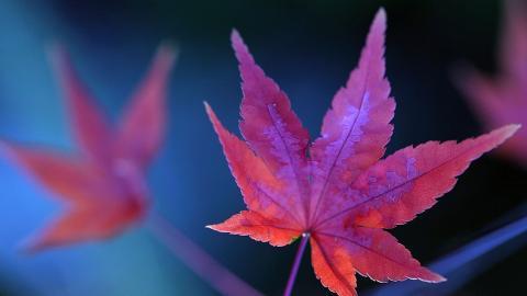 秋天的树木落叶景色图片