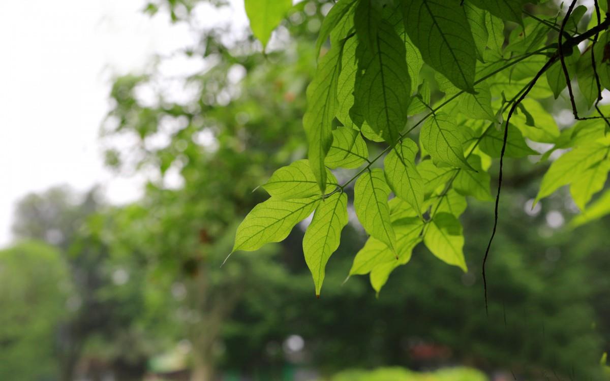旅游渡假胜地花溪公园图片