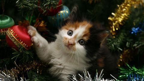 圣诞节猫咪图片
