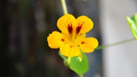 旱金莲花卉图片