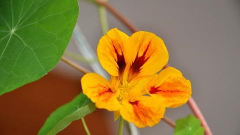 旱金莲花卉图片