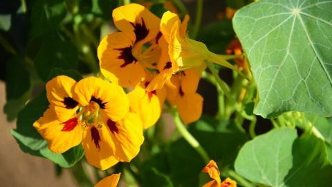 旱金莲花卉图片