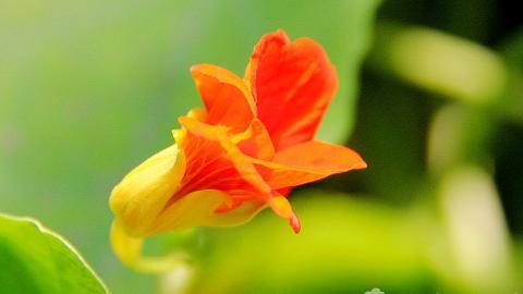 旱金莲花卉图片