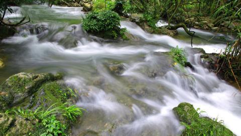 水上森林溪流美景图片