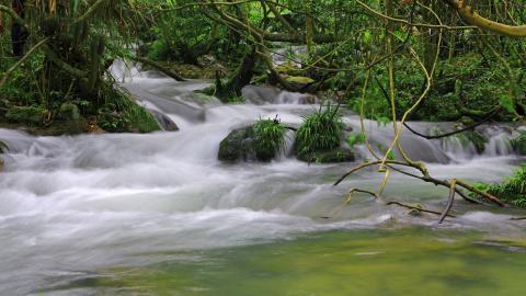水上森林溪流美景图片