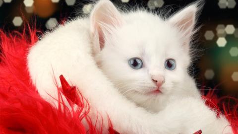 圣诞节猫咪图片