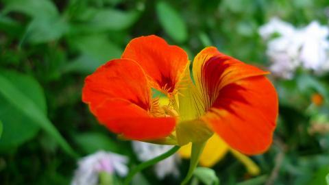 旱金莲花卉图片