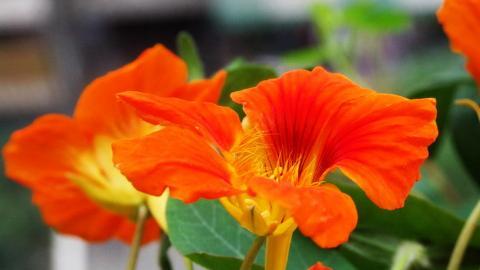 旱金莲花卉图片