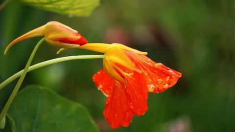 旱金莲花卉图片