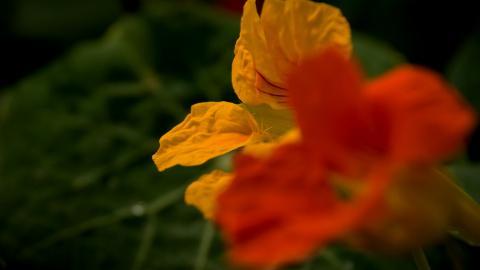 旱金莲花卉图片