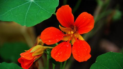 旱金莲花卉图片