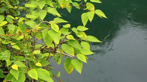 旅游渡假胜地花溪公园图片