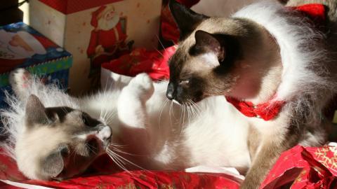 圣诞节猫咪图片