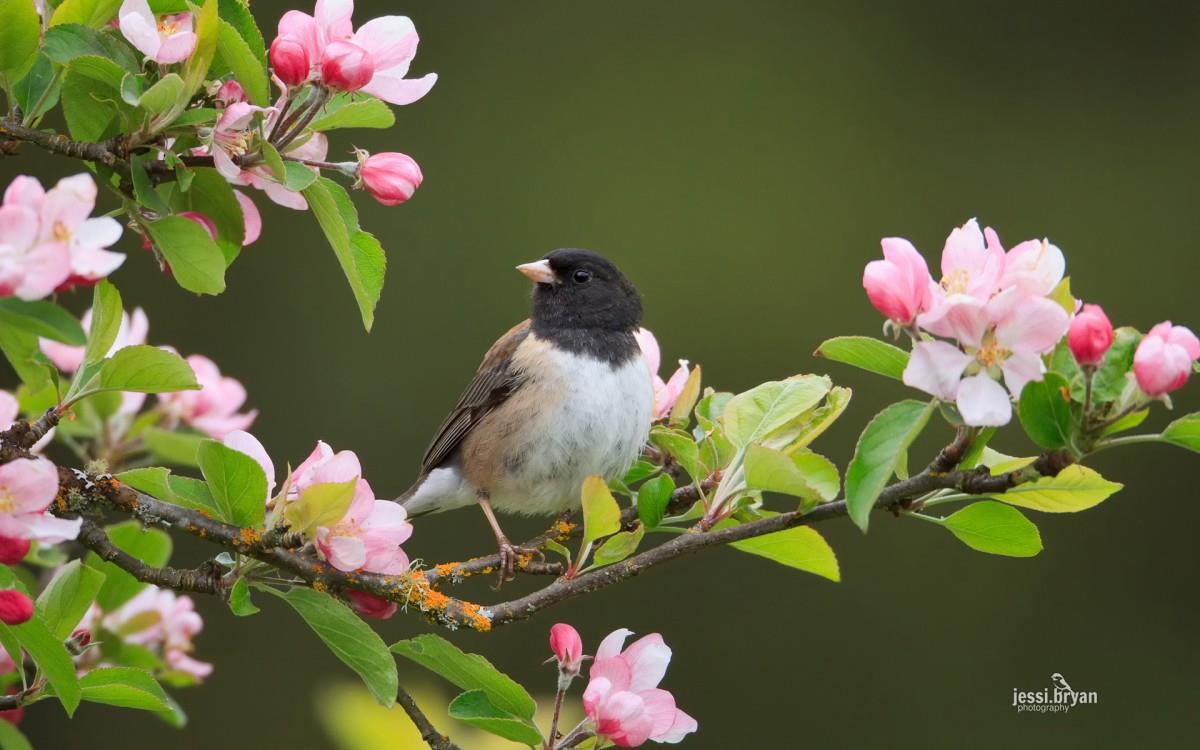 野生小鸟摄影宽屏图片