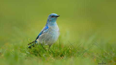 野生小鸟摄影宽屏图片