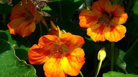 旱金莲花卉图片