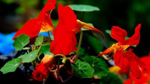 旱金莲花卉图片