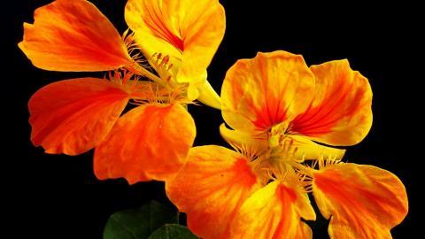 旱金莲花卉图片