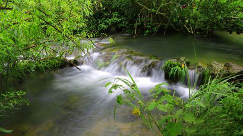水上森林溪流美景图片