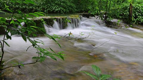 水上森林溪流美景图片