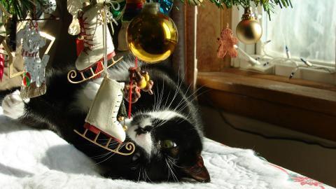 圣诞节猫咪图片