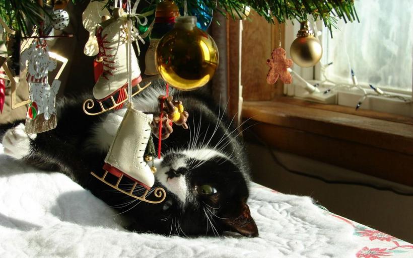 圣诞节猫咪图片