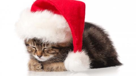 圣诞节猫咪图片