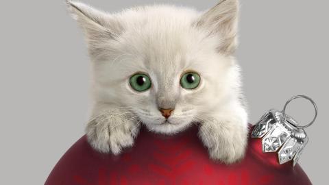 圣诞节猫咪图片