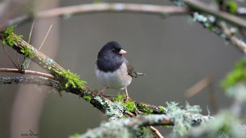 野生小鸟摄影宽屏图片