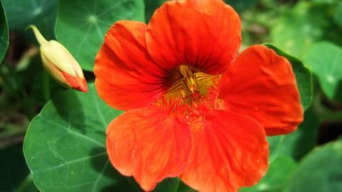 旱金莲花卉图片