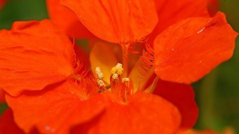 旱金莲花卉图片