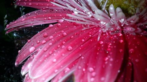 夏日清晨植物上的露珠图片(上)