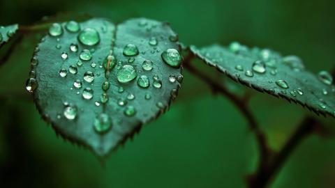 夏日清晨植物上的露珠图片(上)